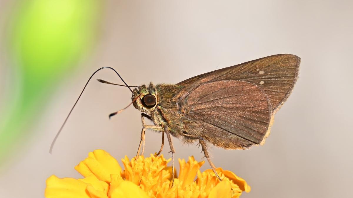 Paintbrush swift butterfly is photographed for the first time in